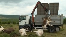 Bizarna nesreća u Zagori: Dalekovod pao na krave i usmrtio ih