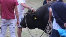 Užas na Bikijadi u Radošiću: Bik se otrgnuo i ozlijedio muškarca