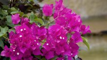 Prekrasna bugenvilija: Njezini cvjetovi intenzivnih boja ukras su svakog vrta