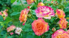 Za raskošan cvat i bujan rast: Ruže se nikada ne bi trebale saditi kraj ovih biljaka