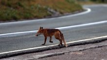 HAC zbog lisice na autocesti mora platiti gotovo 25.000 eura