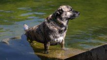 I kućni ljubimci se pregrijavaju na vrućinama: Veterinar otkrio koji su simptomi