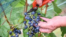 Okrećemo se proizvodnji ekoloških vina; vinari otkrili kakva im je ova godina