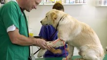 Rastu cijene veterinarskih usluga