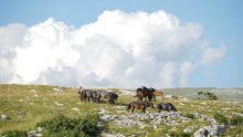 Naletjeli na divlje konje; jedna osoba poginula