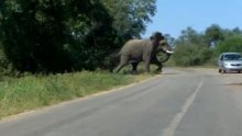 Turisti u autu za dlaku izbjegli nalet slona