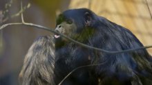 Crni urlikavci ojačali zbor Zagrebačkog ZOO-a