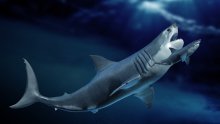 Znanost o divu iz prapovijesti: Megalodoni su bili veći i čudniji nego što se mislilo