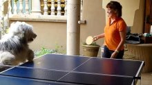 Ovi psi obožavaju ping-pong