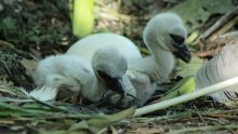 Rodile se rode u Zagrebačkom ZOO-u