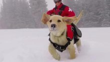 Slatki labrador rođen je za snijeg