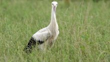 Iz zagrebačkog ZOO-a oslobođene četiri rode