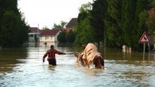 Evo kako je HGSS iz poplave spasio agresivnog bika!