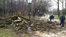 Na samom ulazu u Maksimir srušilo se stablo staro 200 godina