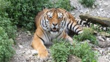 'Bijeg' tigra iz splitskog ZOO-a izazvao pravu paniku