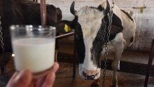 Domaćeg mlijeka sve manje, a farmere potiču da ga bude - još manje!