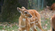 Pogledajte preslatke prinove zagrebačkog ZOO-a