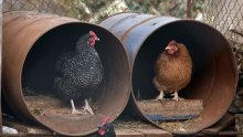 Ptičja gripa kod Vinkovaca – eutanazija zaražene peradi