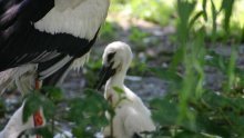 Zagrebački ZOO vas zove na Svjetski dan ptica selica