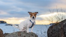 Kako je biti vlasnik Jack Russell terijera?