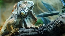 'Upomoć, pobjegla mi je iguana preko Save u BiH'