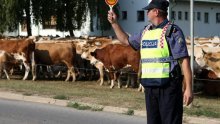 'Hrvati nam šalju svinjsku kugu, leukozu i E. coli'