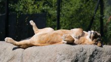 Pogledajte modernizirani zagrebački ZOO