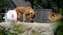 Zagrebački ZOO slavi 92. rođendan i prvi rođendan lavića Tume i Uzuri