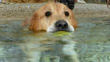 Na ovoj plaži psi su itekako dobrodošli, a njihovi vlasnici su dobili genijalne profesionalne fotografije