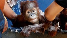 Mali orangutani spoznali da postoje i dobri ljudi