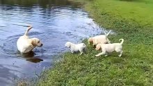 Strpljivi labrador potomke uči plivati