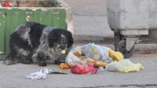 Doznajte kako ne bacati hranu u smeće