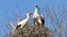 Zagrebački ZOO podsjetio nas je na tužnu priču o bijeloj rodi Tesli