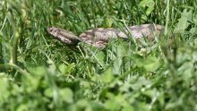 Ženu ugrizla riđovka, potom stala na poskoka