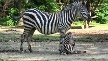 Jeste li već vidjeli mladunče zebre u Zagrebačkom ZOO-u? Rastopit ćete se!