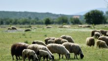 Deseci ljudi zaraženi brucelozom u Bosni i Hercegovini