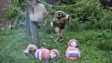 Dosad nepogrješivi gibon iz zagrebačkog ZOO-a ovog puta tipuje na - Rusiju