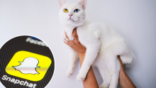 Snapchat ima posebne vijesti za ljubitelje mačaka