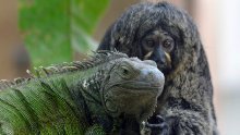 Iguana i marmoset najbolji su prijatelji