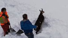 Pogledajte kako su željezničari zaustavili vlak da bi spasili divokozu iz snijega