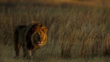 National Geographic Wild izdvaja mjesec velikih mačaka - rijetko viđeno ponašanje u programu punom akcije nedjeljom u 18:00 sati