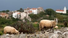 Poljoprivredna zadruga Loznati s otoka Cresa gradi siranu