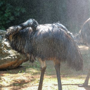 Hladne poslastice u Zoološkom vrtu