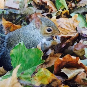 Parkovi Londona - St. James Park