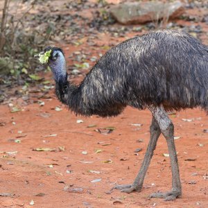 Emu