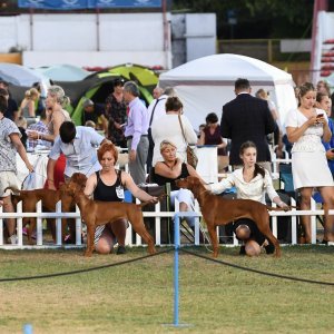 Ljetna noćna izložba pasa u Parku mladeži u Splitu