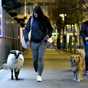 Šetnja kućnih ljubimaca