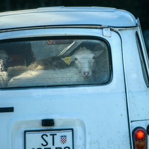 Prijevoz ovaca u automobilu na Braču