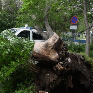 Šibenik: Jak vjetar srušio veliko drvo i razbio policijski kombi