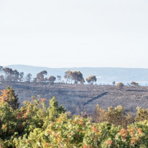 Posljedice velikog požara na Čiovu